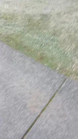 snowy grass in nz?