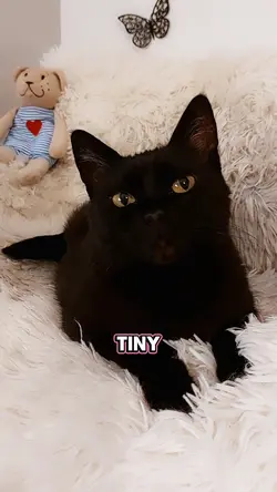 Meow meow