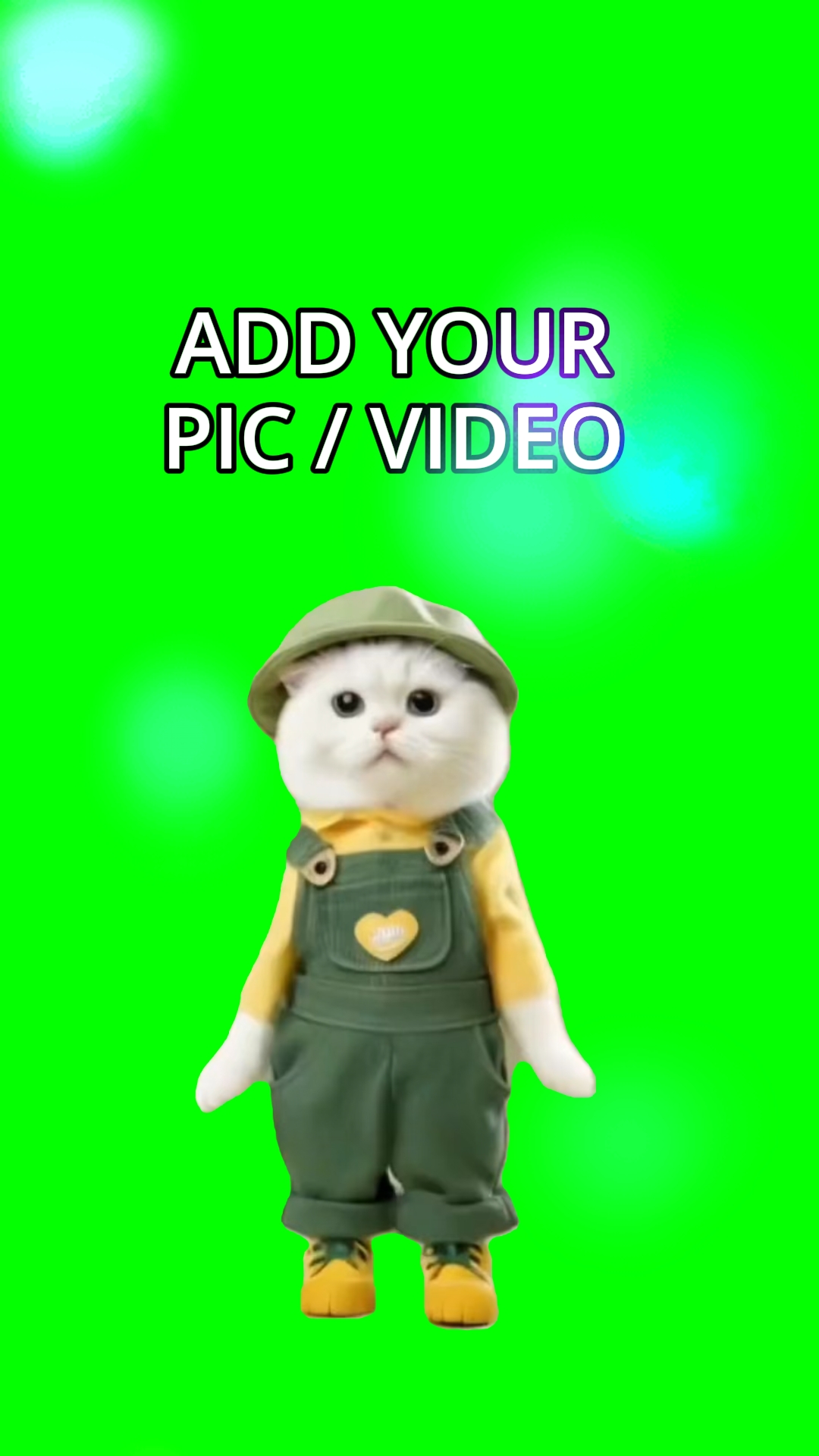 Dança do gato