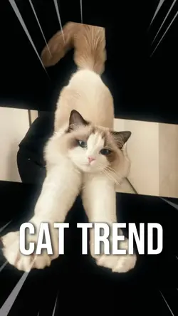 Cat trend