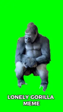 Lonely Gorilla 