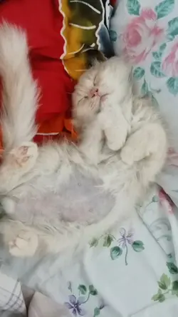 Cat Life aesthetic