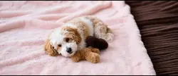 Puppy's 1st Birthday