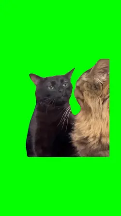 Black cat zoning out