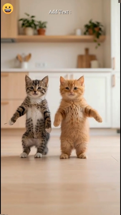 Komik Dans Kedi
