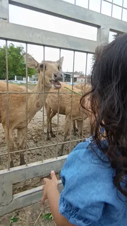 rusa