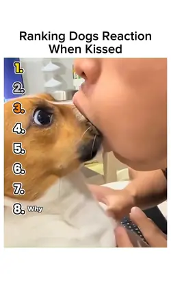 Ranking Dogs Reactio