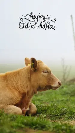 Quotes Hewan Qurban