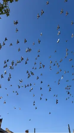 Birds 🦅 