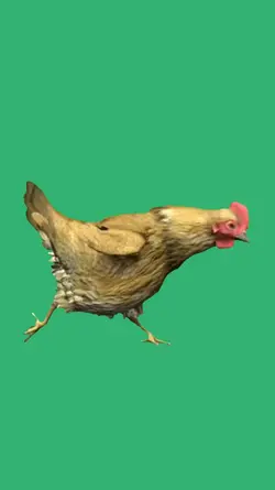 chicken running