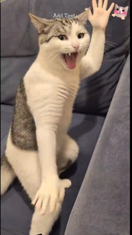 Cute Cat
