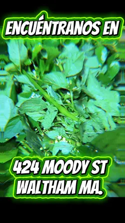 Hierba Mora Guatemal