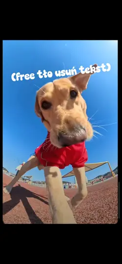 Free tło