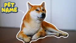 Pet Intro