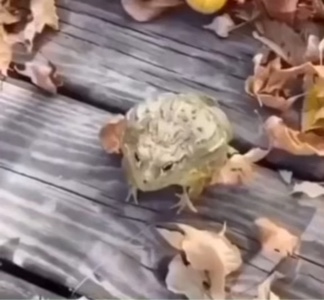 Laughing frog meme 💀