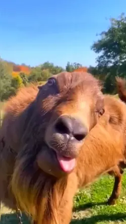 CAMEL TOUNGE TWISTER