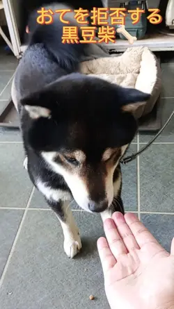 おてを拒否する柴犬