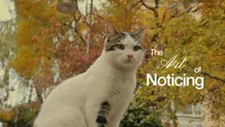 The art of noticing