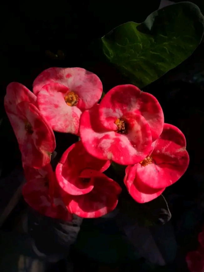 ইসলামিক ভিডিও 