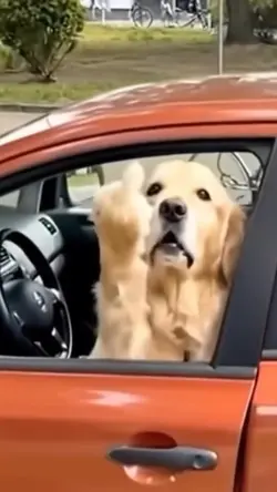 anjing nyetir mobil