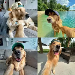 MAN'S BESTFRIEND 