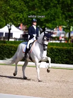 black and White swan