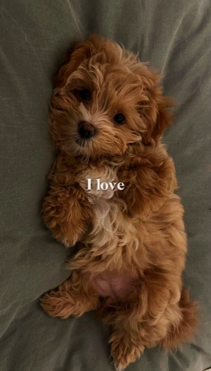 Te amo perro