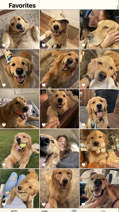 My pets 