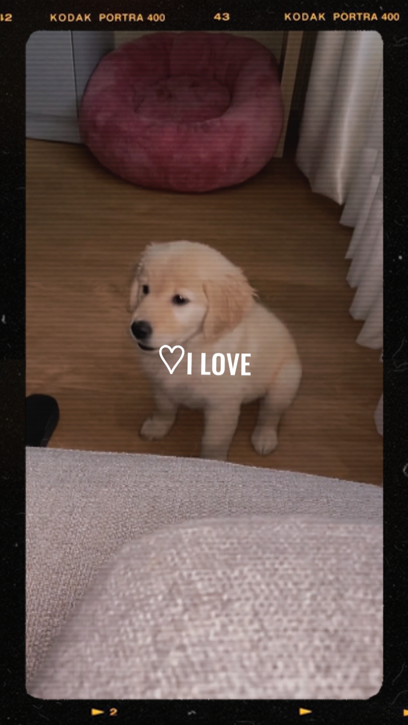 Welpe