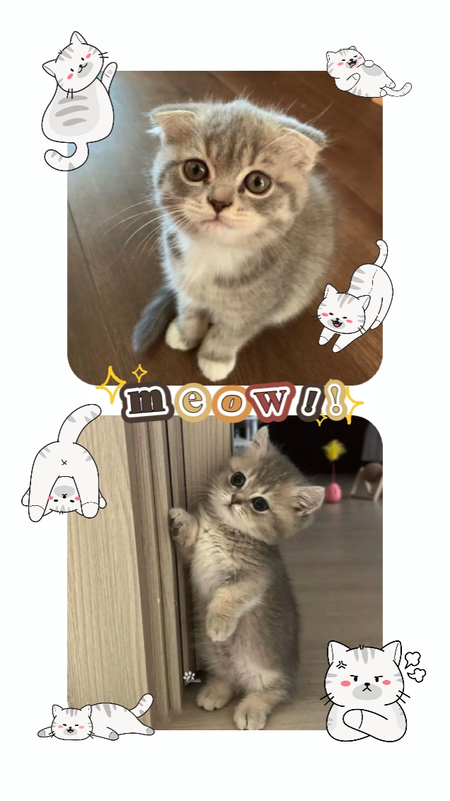 kucing lucu