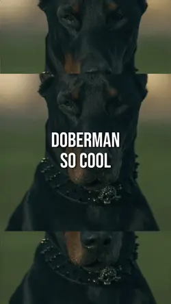Doberman so cool