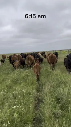 Cows