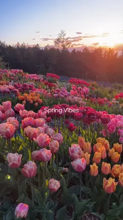 Spring Vibes