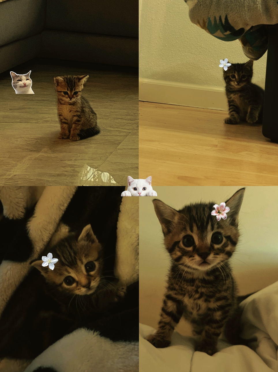 Gato fofo