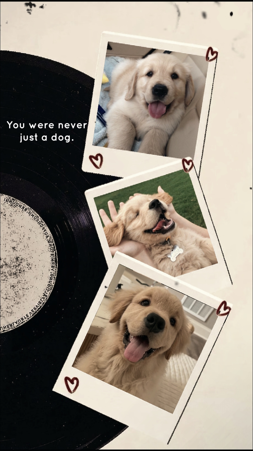 Adiós mi perro 