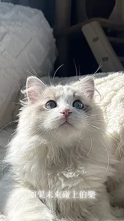 如果未來碰上伯樂 愛情碰上天蠍座