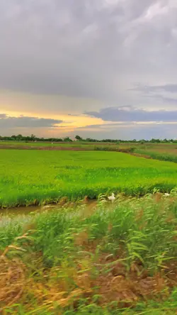 MẪU 1 VIDEO + MÀU