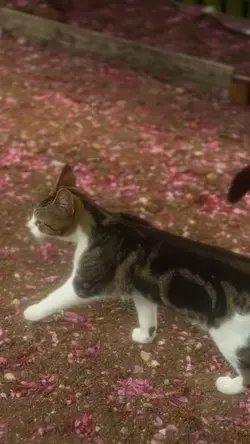 Cat Life 