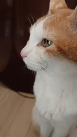 猫動画