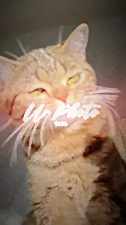 แฉ่งๆๆฉับๆตึ่งๆ