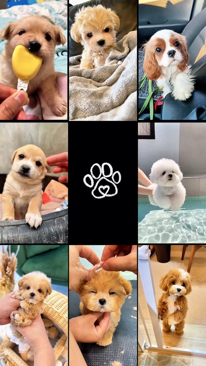 Mi bebé peludo