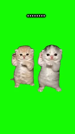 Cat Dance 