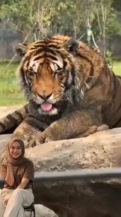 trend tiger