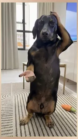 Dancing Dog