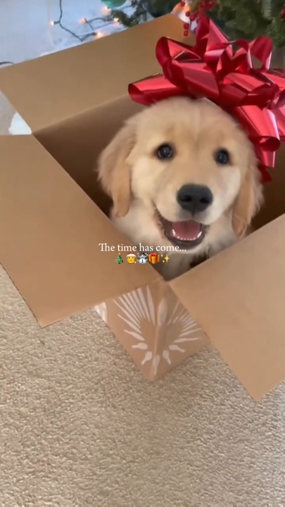 Christmas pet