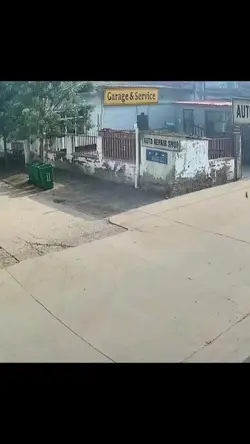 cat driving skill