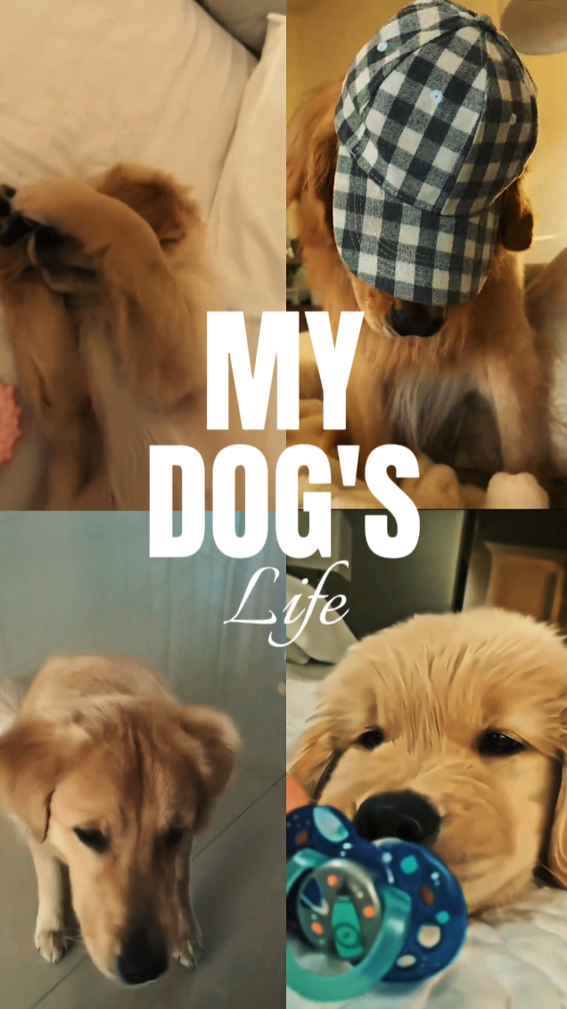 Mein Hund ist