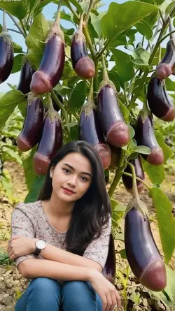 terong ungu 
