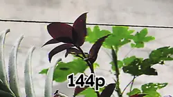 144p to 1080p tmplte