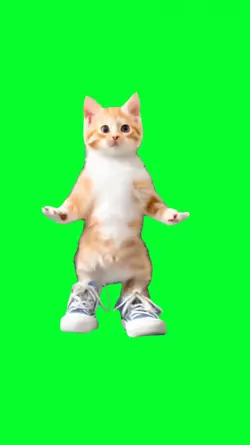 honking cat dance